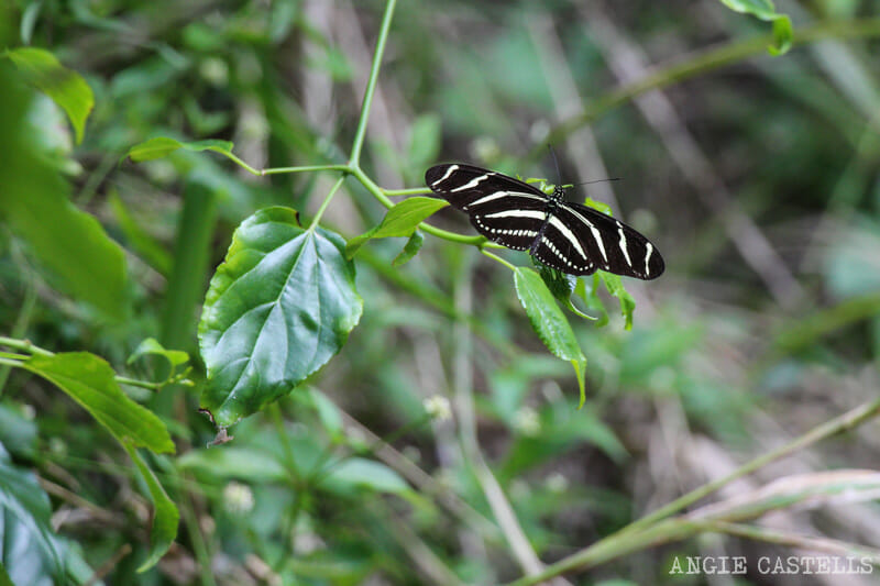 Visitar Everglades Florida excursiones caimanes