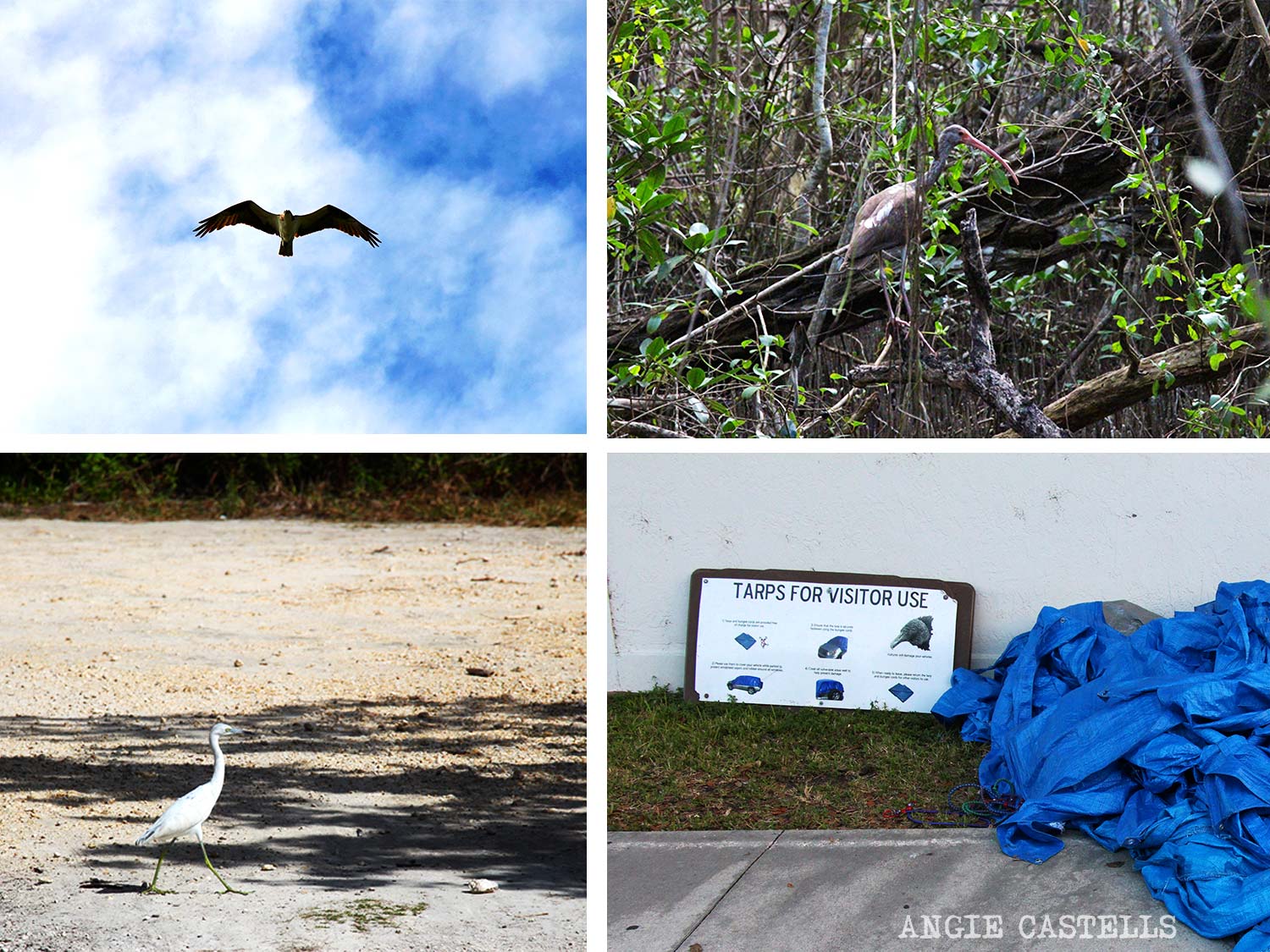 Visitar Everglades Florida excursiones caimanes